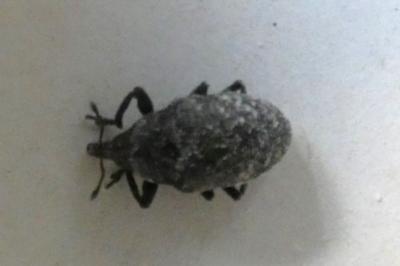 <i>Larinus turbinatus</i>