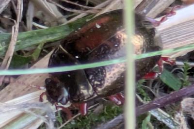 <i>Chrysolina bankii</i>