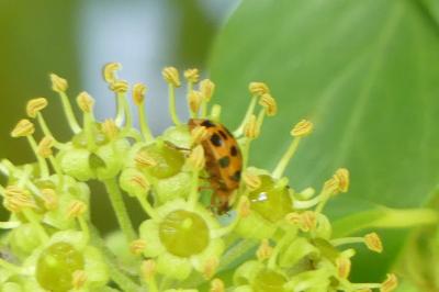 <i>Harmonia axyridis</i>
