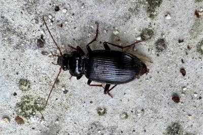 <i>Nebria</i>