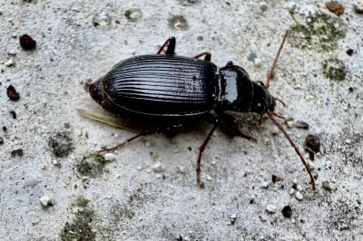 <i>Nebria</i>