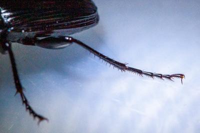 <i>Abax parallelus</i>