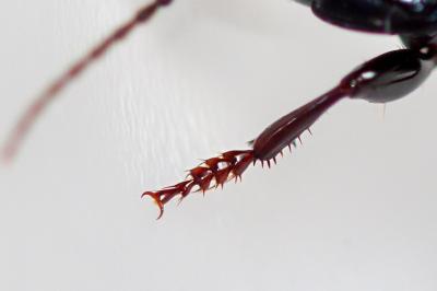 <i>Abax parallelus</i>