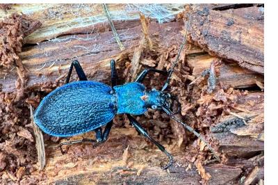 <i>Carabus intricatus</i>