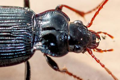 <i>Nebria</i>