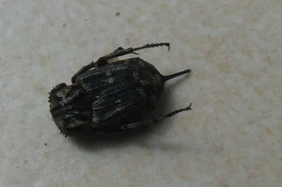 <i>Valgus hemipterus</i>