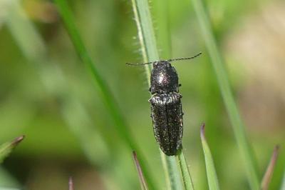 <i>Cidnopus pilosus</i>