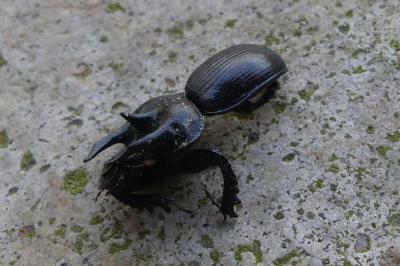 <i>Typhaeus typhoeus</i>