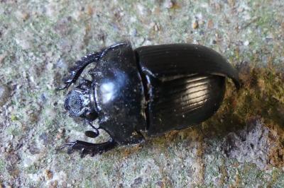 <i>Typhaeus typhoeus</i>
