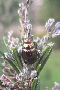 <i>Chrysolina americana</i>