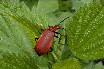 <i>Pyrochroa serraticornis</i>