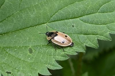 <i>Dendroxena quadrimaculata</i>