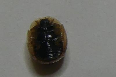 <i>Cassida flaveola</i>