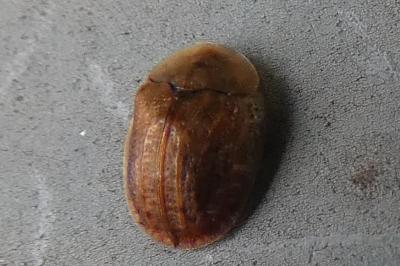 <i>Cassida flaveola</i>