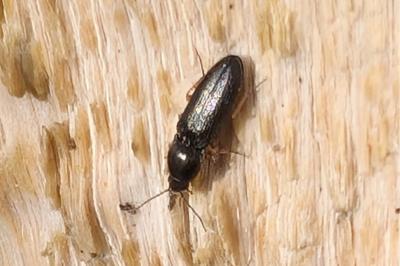 <i>Cardiophorus rufipes</i>