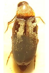 <i>Anaspis ruficollis</i>