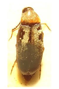<i>Anaspis ruficollis</i>