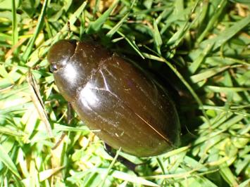 <i>Hydrophilus piceus</i>
