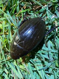<i>Hydrophilus piceus</i>