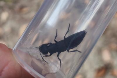 <i>Ocypus olens</i>