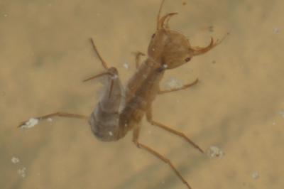 <i>Dytiscus</i>