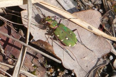 <i>Cicindela campestris</i>