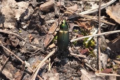<i>Poecilus cupreus</i>