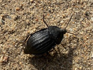 <i>Phosphuga atrata</i>