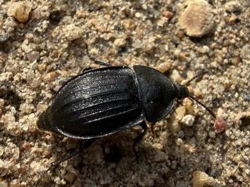 <i>Phosphuga atrata</i>