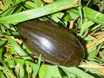 <i>Hydrophilus piceus</i>