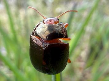 <i>Chrysolina bankii</i>