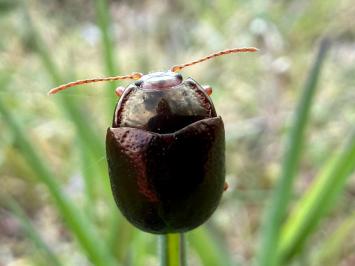 <i>Chrysolina bankii</i>
