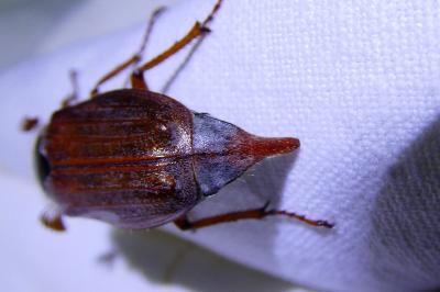 <i>Melolontha melolontha</i>