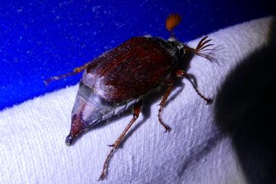 <i>Melolontha melolontha</i>