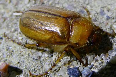 <i>Rhizotrogus marginipes</i>