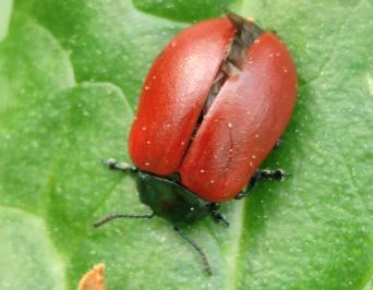 <i>Chrysomela populi</i>