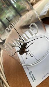 <i>Morimus asper</i>