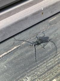 <i>Morimus asper</i>