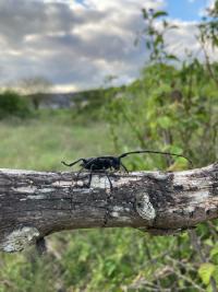 <i>Morimus asper</i>