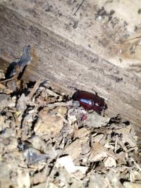 <i>Oryctes nasicornis</i>