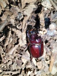 <i>Oryctes nasicornis</i>