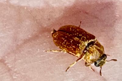 <i>Byturus ochraceus</i>