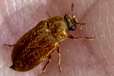 <i>Byturus ochraceus</i>