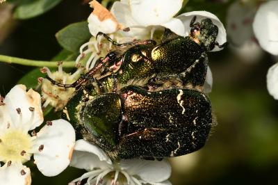 <i>Cetonia aurata</i>