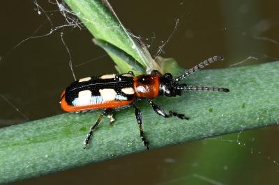 <i>Crioceris asparagi</i>