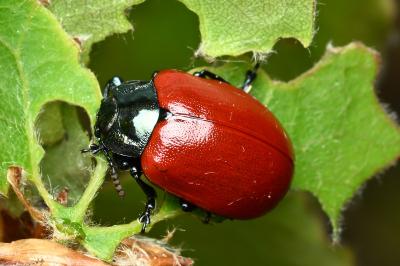 <i>Chrysomela populi</i>