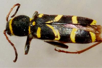 <i>Clytus arietis</i>