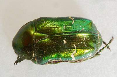 <i>Cetonia aurata</i>