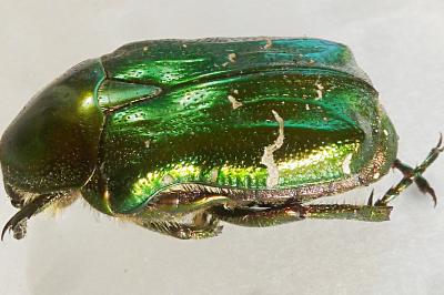 <i>Cetonia aurata</i>