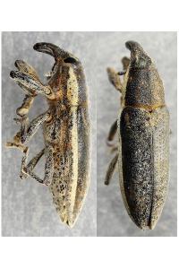 <i>Lixus ochraceus</i>